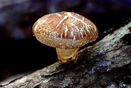 Fungi Medicine: Mushrooms Offer Real Therapeutic Value