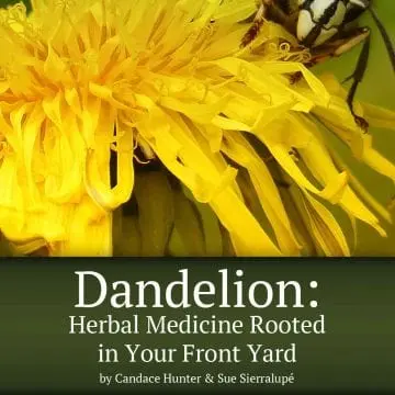 dandelion book cover
