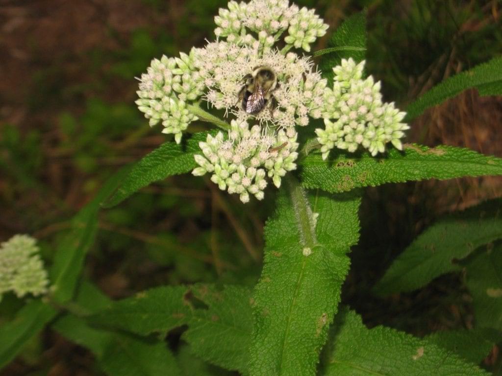 common boneset with bee