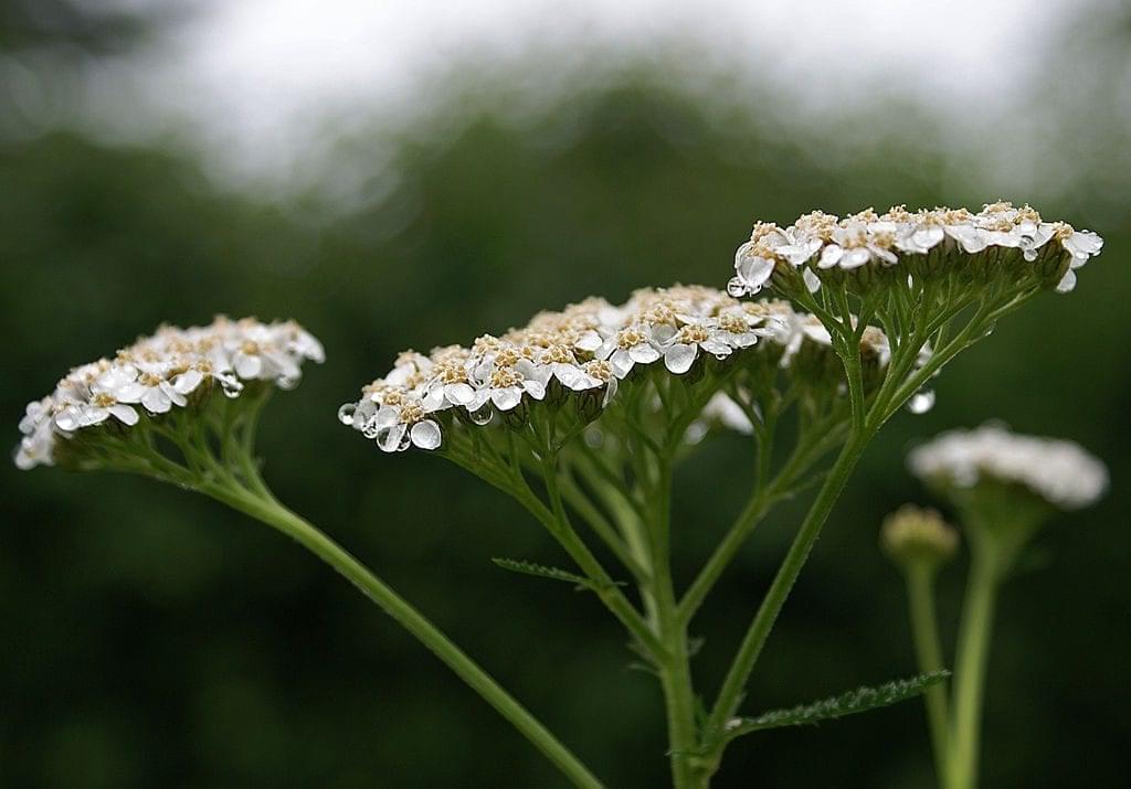 yarrow flowers