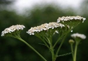 yarrow flowers