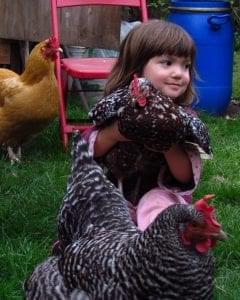 Chickens multitask as garden tools and entertainment centers.