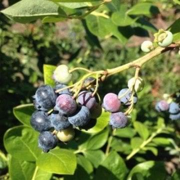 picking blue berries