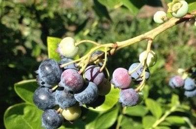 Busting Out in Blueberries
