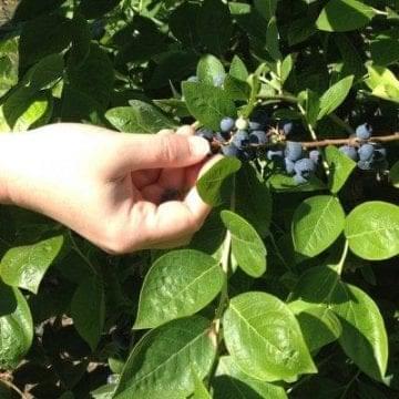 blue berry picking