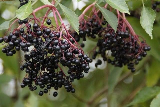 3.Protecting Boundaries with Elderberry and Flower