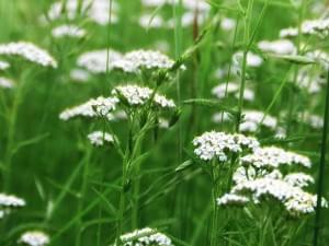 Fresh Yarrow