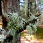 oldmans beard moss on tree limb
