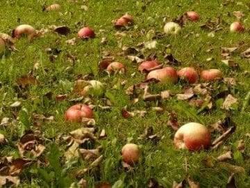 apples in grass