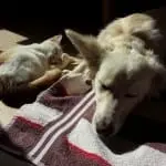 cat sleeping next to dog
