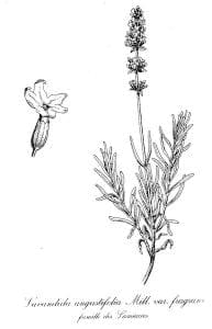 Lavandulaangustifoliadrawing