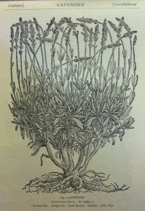 lavender woodcut