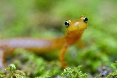 orange salamander