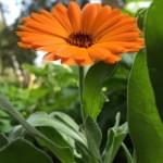 Calendula