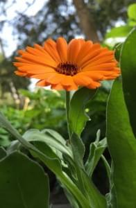 Calendula