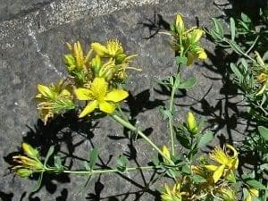 St John's Wort