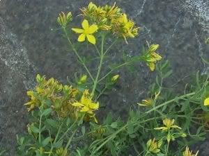 St John's Wort 2