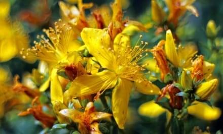 St. John’s Wort: Antidepressant and Anxiety Herb