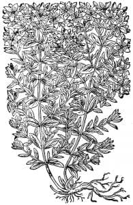 stjohnswort-woodcut