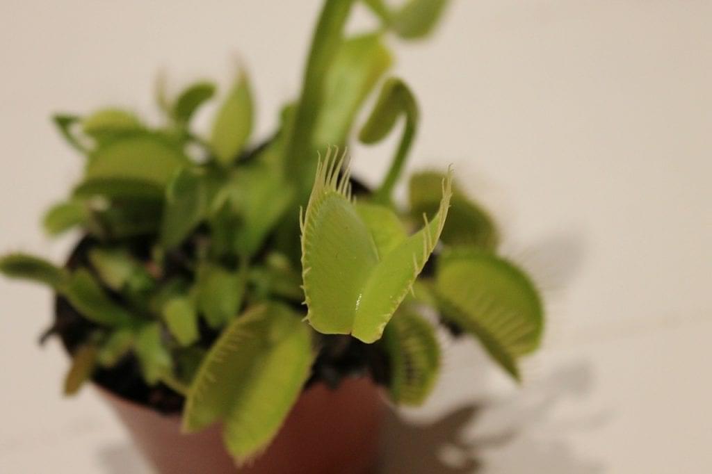 venus fly trap