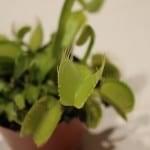 venus fly trap