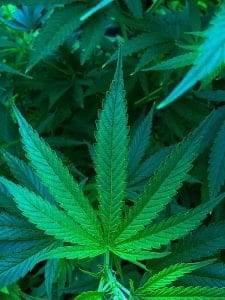 cannabis leaf