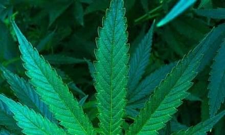 Cannabis: Potent and Versatile Medicine