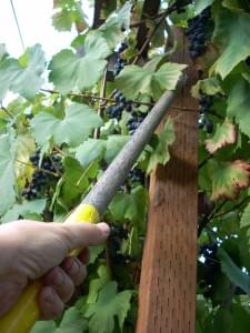 harvest stick w grapes