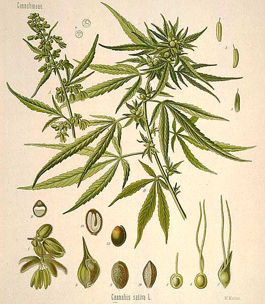 Cannabis: Herb of Mystics