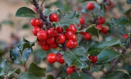 32.Recycle Your Christmas Tree…Herbal Uses for Your Holiday Decorations