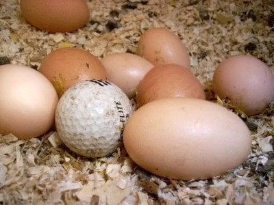 golf ball and eggs