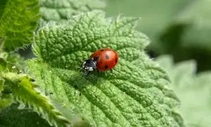 lady bug on leaf