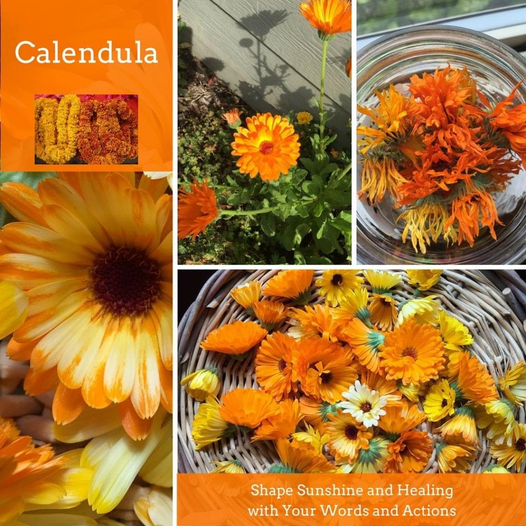 Calendula