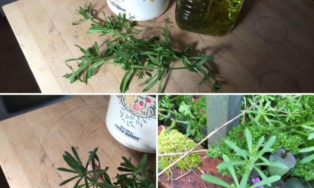 Cleavers + Grape Seed Oil = Goodness from the Garden
