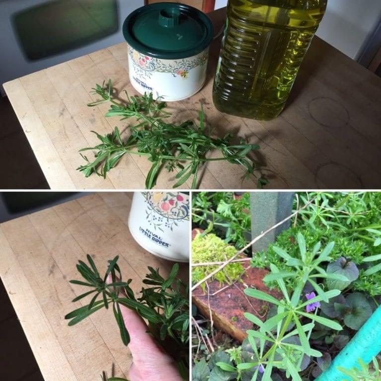 cleavers and grapeseedoil