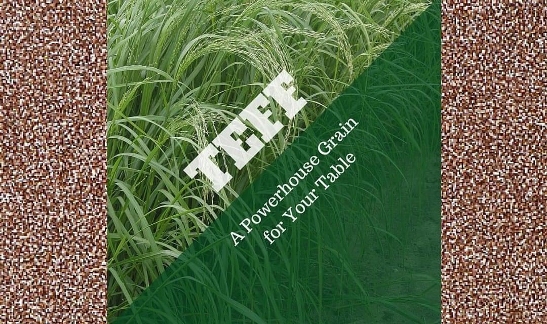 Teff: Gluten-free Powerhouse Grain; History, Magic Properties