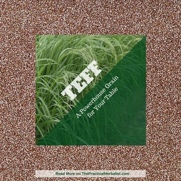 teff a powerhouse grain for your table