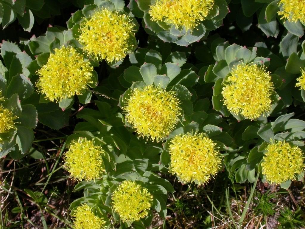 Roseroot or Rhodiola flowers, yellow