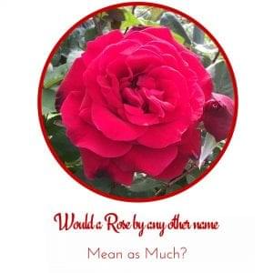 would a rose by any other name mean as much