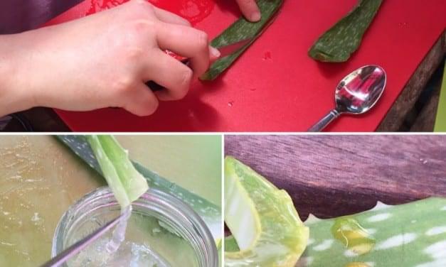 How to Harvest Aloe Vera