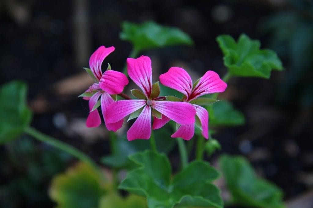geranium