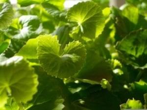 Gotu Kola photo credit: Maria Noel Groves