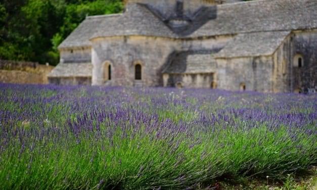 Lavender: The Best Gift for a New Home