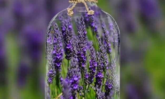Lavender Essential Oil Properties and Uses