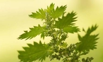 Nettle – The Sum of Its Parts