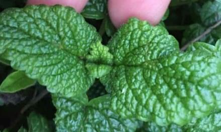 Lemon Balm Essential Oil Properties and Uses
