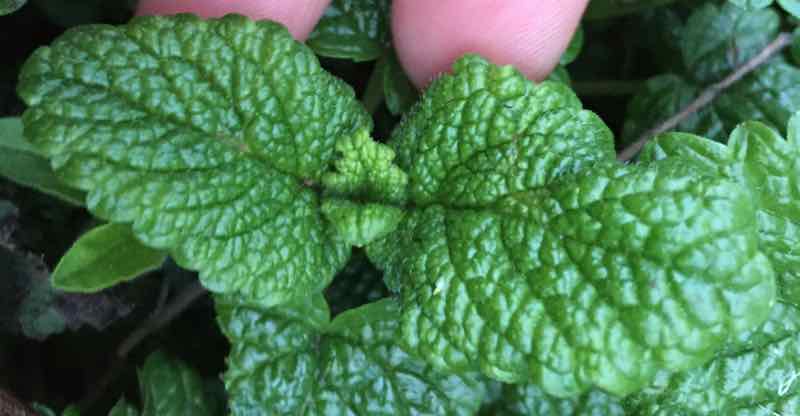 Lemon Balm Essential Oil Properties and Uses