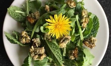 Herbal Activism at Home: Power to the Dandelion!