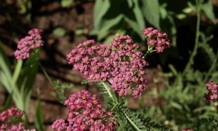 Yarrow Heals Deep Wounds: Family Herbalism on All Levels