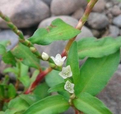 Wildflowers in Oregon – The Shoestring Herbalist